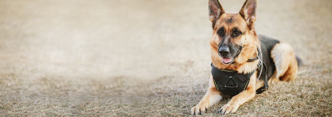 Symbolbild: Ein Schäferhund liegt wachsam auf dem Boden.